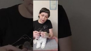 Как подклеить ушки йорку щадащим способом