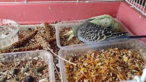 Птенцы Получехи