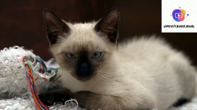 Как приучить котёнка к туалету за 3 простых шага смотреть онлайн