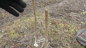 Когда лучше сажать деревья - осенью, весной или зимой? Мои примеры