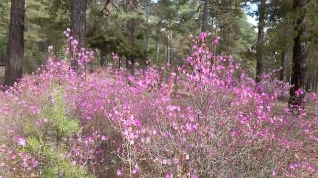 ЗАБАЙКАЛЬСКИЙ БАГУЛЬНИК ЧАСТЬ-2 смотреть онлайн