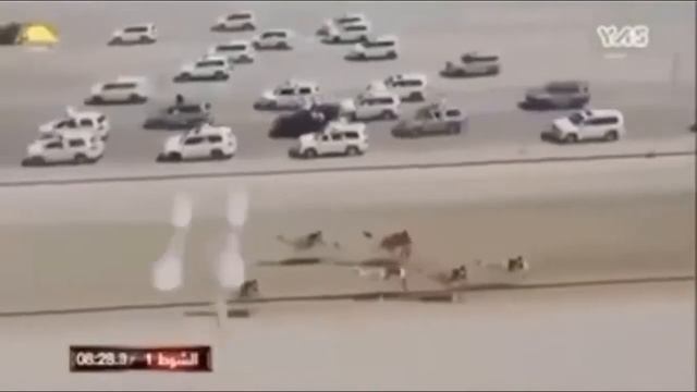 Camel race 2.0 смотреть онлайн