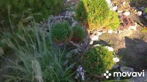 Туя верескова, топіарна стрижка і результат ???