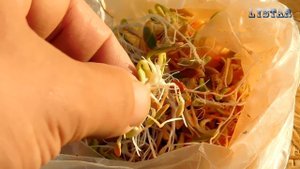 Огурцы в ящике мешке. Посадка подкормка огурцов. Как выращивать вырастить огурцы.