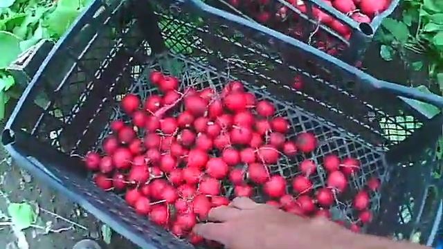 как вырастить редис редиска готова