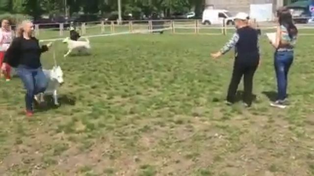 Сравнительний ринг БШО. Как проходит выставка собак? #выставкасобак #ринг #бшо смотреть онлайн