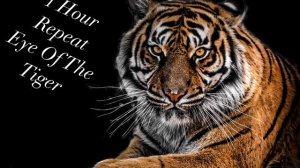 Eye Of The Tiger (1 hour repeat)
