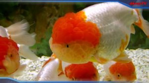 УДИВИТЕЛЬНЫЕ ЗОЛОТЫЕ РЫБКИ !!!