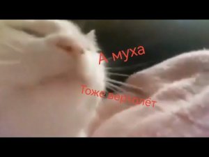 Мем:белый кот качает головой под музыку под песню "А муха тоже вертолёт"