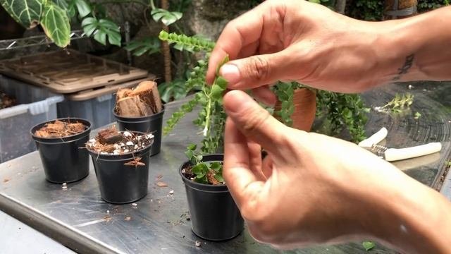 Dischidia Ruscifolia Care And Propagation (with Updates!)