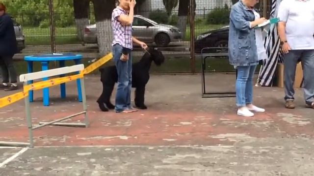 Региональная выставка собак всех пород ранга САС-КЧФ 8 июля 2017 Липецк эксперт Александров В. смотреть онлайн