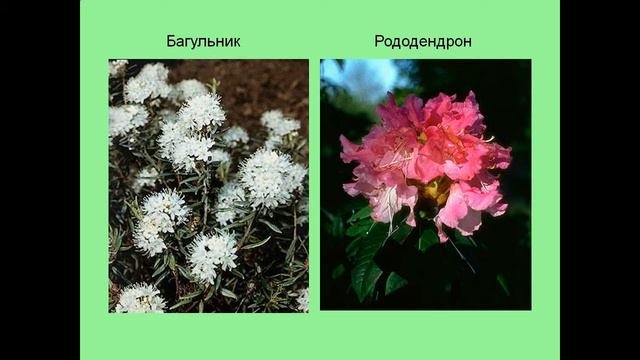 Презентация Насекомоопыляемые растения