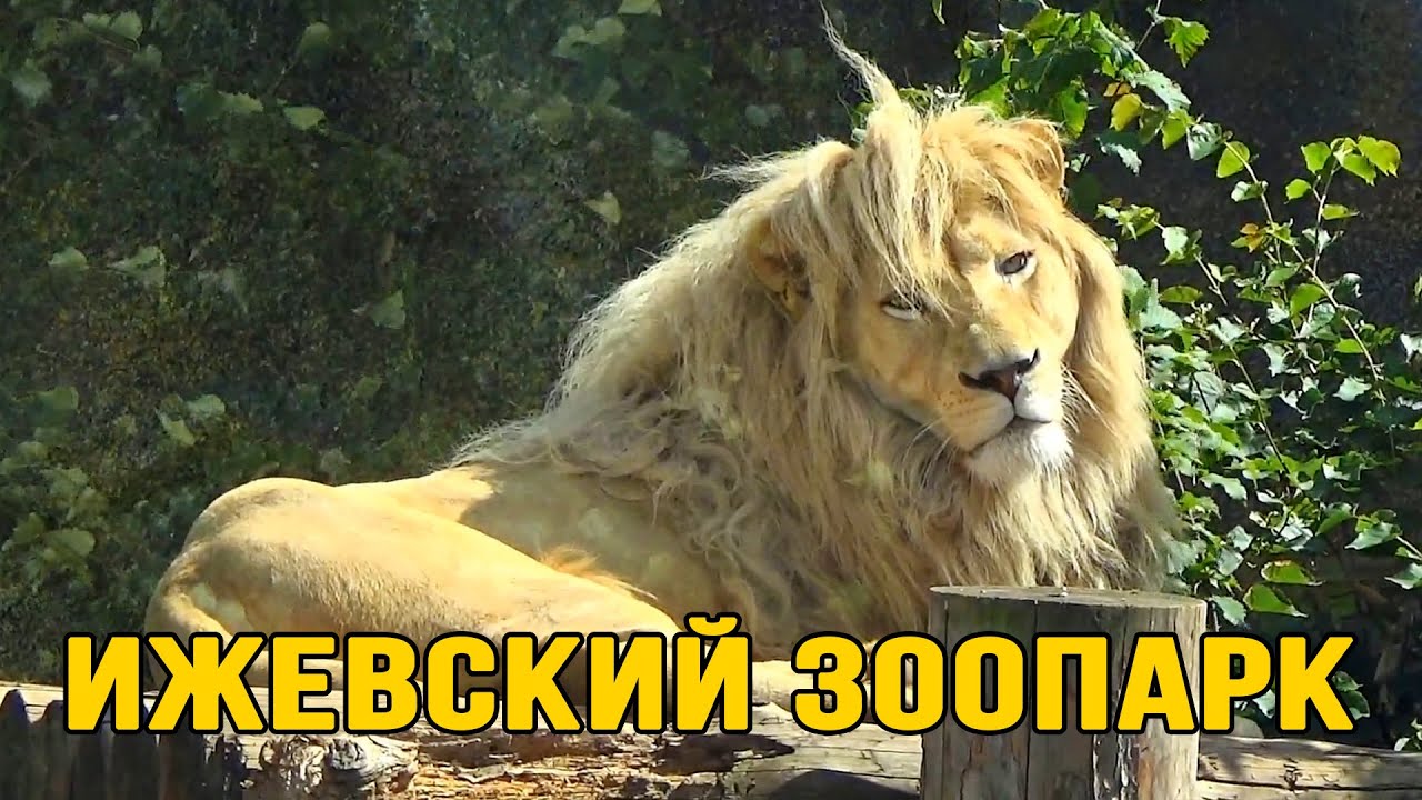 Ижевский зоопарк | Удмуртская Республика