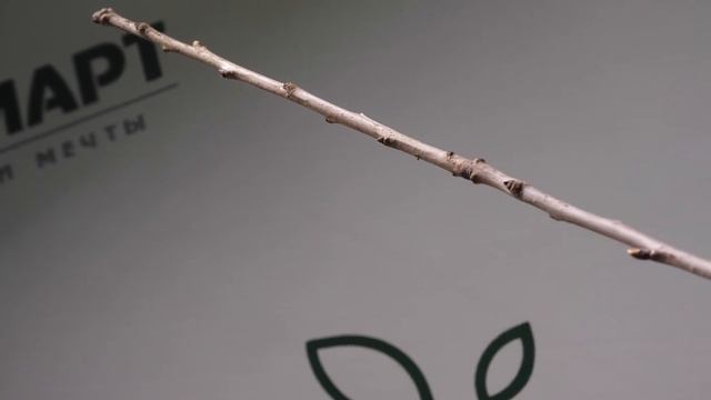 Черешня Бычье сердце