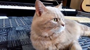 Кот и кошка, говорит Я тебя ЛЮБЛЮ. Разговаривает - Самое милое видео!