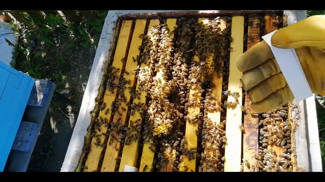 Роение и отводки