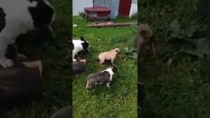 Французские бульдоги БумОсики. Папа Бумера, Бумер старший.