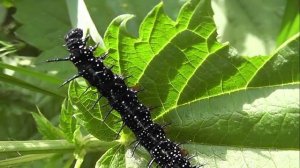 ГУСЕНИЦЫ: Inachis io (Дневной Павлиний Глаз)