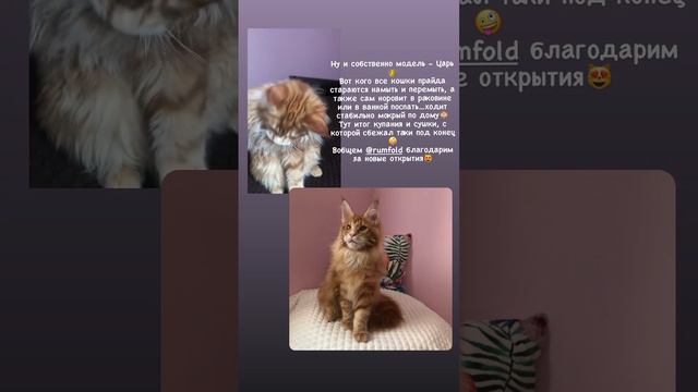 Груминг - мейнкун котёнок Царь 5месяцев с тонкой шерстью😻 music by Cavendish Music - Topic