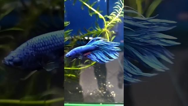 Сиамский петушок, или Бойцовская рыбка (Betta splendens)