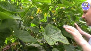 ЗАТЕНЯЮЩАЯ СЕТКА! ЗАЧЕМ ОНА НУЖНА?!