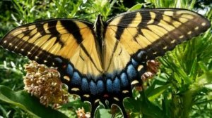 Бабочки летают, бабочки!