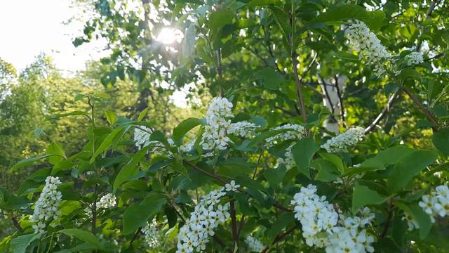 Sounds Forest Noise Birdsong Burzyansky district /Пение Птиц смотреть онлайн
