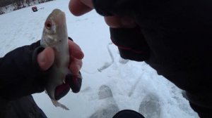 Зимний подлещик на чёртик. Рыбалка на безмотылку в марте