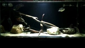 Замена песка в аквариуме, обновленный дизайн.