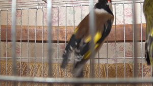 Видео про щегла, щегол