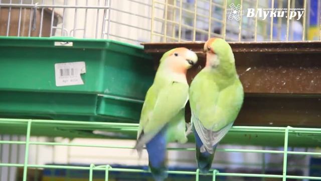 Зоомагазин «Zooбастики»: подарите праздник своим любимцам! смотреть онлайн