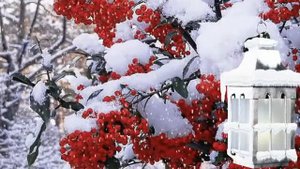 Не о любви прошу Романс на стихи Георгия Иванова