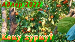 Адлер 2022, ноябрь. Кому хурму