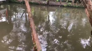 Самая большая Крокодиловая ферма в мире. Вьетнам Изделия из кожи крокодила Crocodile farm in Vietna