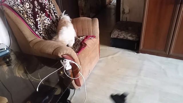 Отстань, не до тебя, надо копать! смотреть онлайн