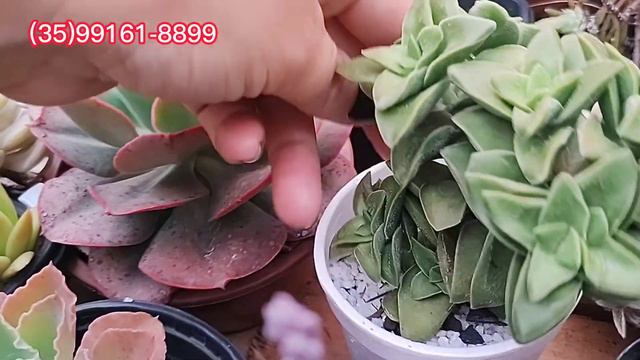 Luto porque estou sumida do canal e passeio pelas Suculentas jardimdesuculentas plantas coleção