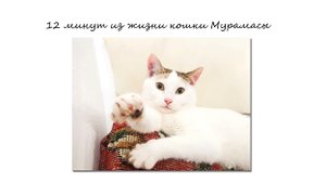 12 минут из жизни кошки МУРАМАСЫ