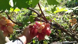 Катруся Каховская