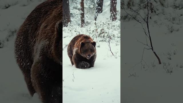 Не даром медведь символизирует мощь, величие, смелость, отвагу, решимость, мужество.