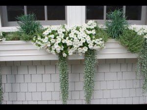 45 примеров использования Дихондры в ландшафтном дизайне