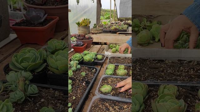 Echeveria Mandala Citrus 🌿 Replantando as Baby. #echeveria #mandalacitrus#irasuculentas#suculentas смотреть онлайн