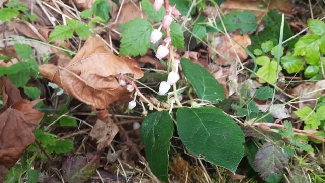 Salal in bloom, Gaultheria shallon смотреть онлайн