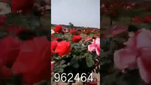 Дерево розы
