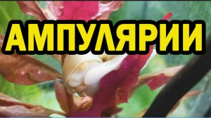 Ампулярии, содержание, разведение