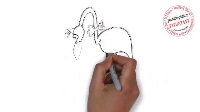 Как нарисовать карандашом фламинго