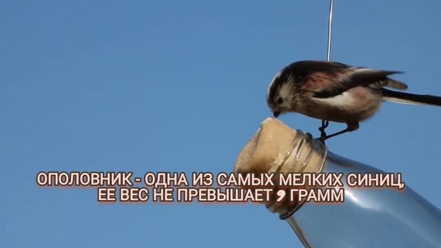 Минутка оринтологии: длиннохвостая синица #интересно #факты #птицы #синица