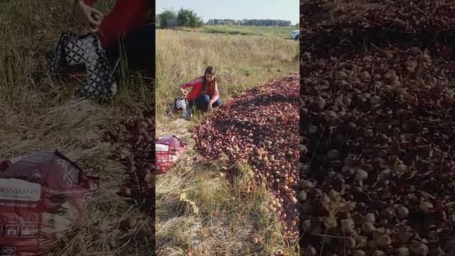 ШОК! В Германии лишний лук просто оставляют на поле... сентябрь 2022г. смотреть онлайн