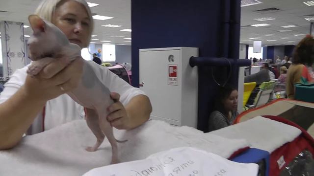 26.07.2014 ВЫСТАВКА КОШЕК в Казани 02551 смотреть онлайн