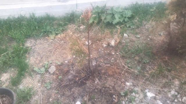 Пересадка горизонтальной ели Прокумбенс