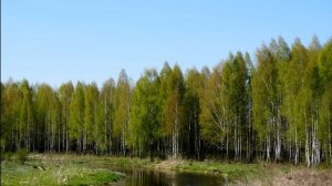 Пение птиц в берёзовой роще /  Расслабляющее пение птиц / Звуки природы для сна